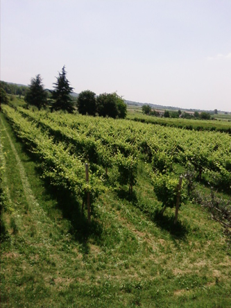 vigne2